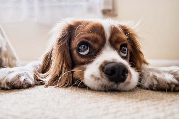 Tiere im Haus – wie Sie Keime fernhalten